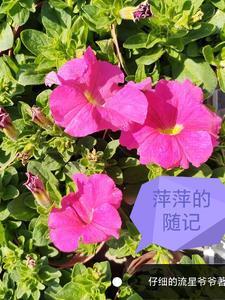 主角小张萍萍的